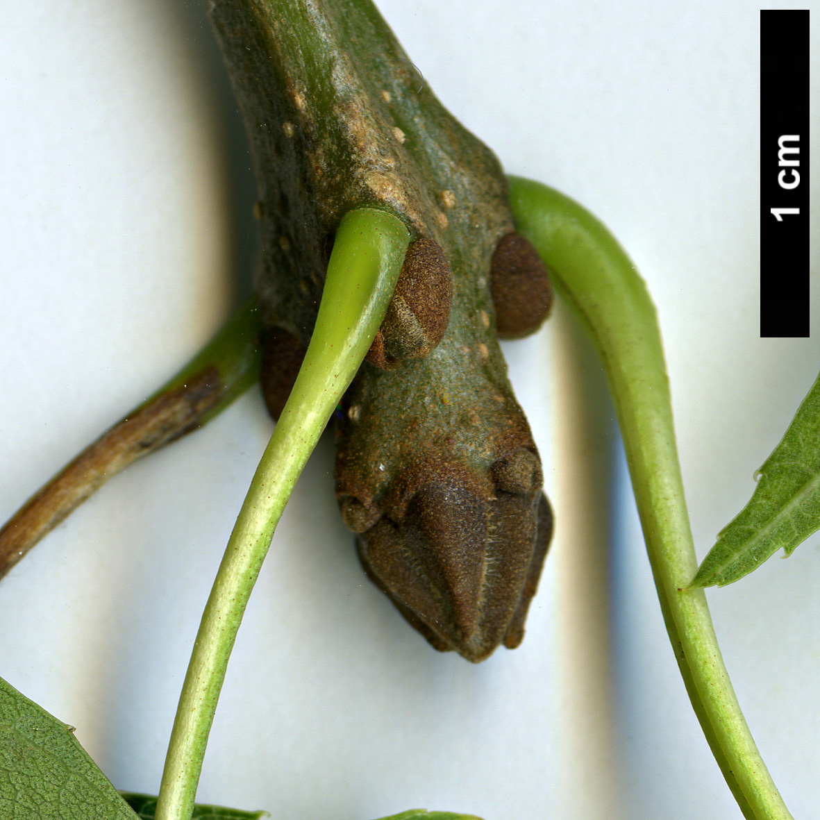 High resolution image: Family: Oleaceae - Genus: Fraxinus - Taxon: angustifolia - SpeciesSub: var. australis